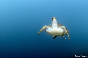 Blue life by Raoul Caprez 